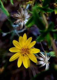 Image result for Coleotrype laurentii