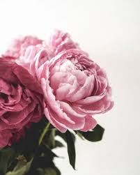 Check spelling or type a new query. Peony Flower Meaning History And Other Interesting Facts