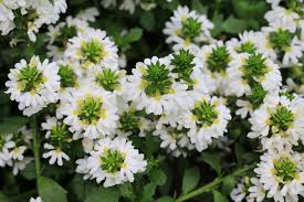 Image result for foto Vějířovka