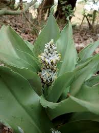 Image result for Chlorophytum calyptrocarpum