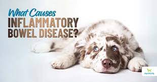 Inflammatory Bowel Disease In Dogs A Battle In The Gut Dogs Naturally