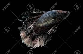 These freshwater fish are known best for their beautiful fins and color. Colorful With Main Color Of Metal White And Black Betta Fish Stock Photo Picture And Royalty Free Image Image 137632698
