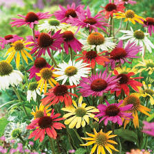 Image result for xenevu