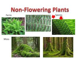 Fern fronds can reproduce when the tiny spores that form on the back of the leaflets are shook loose. Classifying Plants Ppt Download