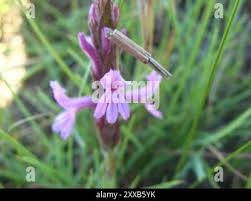 Image result for Striga bilabiata