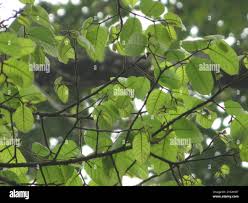 Image result for Antiaris