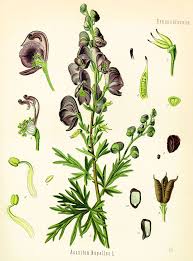 Eisenhut Aconito Monkshood Aconitum Auch Sturmhut Akonit Fruher Auch Wolfswurz Genannt Die Wissenschaftliche Bezeichnung Aconitum Ruhrt Ve Pinteres