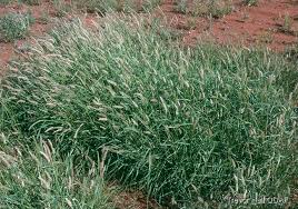 Image result for Cenchrus