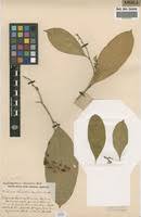 Image result for Craterispermum