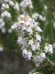 Image result for Erica lanceolifera