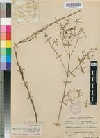 Image result for Kohautia caespitosa