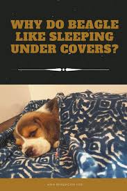 Why Do Beagles Like Sleeping Under Covers In 2020 Beagle Puppy Training Sleep
