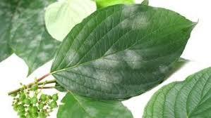 Mehltau Naturlich Bekampfen Und Vorbeugen Pflanzen Echter Mehltau Mehltau