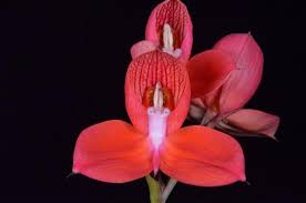 Image result for Disa robusta