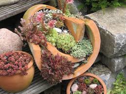 Hauswurz Bilder Und Fotos Pflanzen Garten Bepflanzung