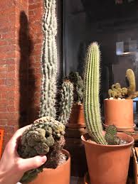 This description will tell you how to grow peyote. Is It Possible To Graft This Entire Peyote Bundle To The Extending Arm Of My Peruvianus Monstrose Cactus