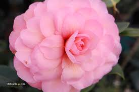 Complete List of Plants Available — Page 10 — Mr Maple │ Buy Japanese Maple  Trees