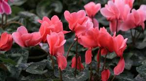 Move the plant to a cooler location, and keep it out of the direct sunlight. Causes Of Leaf Yellowing And Treatment Of Cyclamen Persicum Mill Rayagarden
