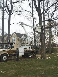 We are also your tree service in south jersey. Tree Services Red Bank Removal Trimming Pruning Fertilizer 07701 Frontier Tree