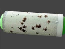 Gesundheit Tipps Gegen Zecken Zecken Hund Zecken Hunde