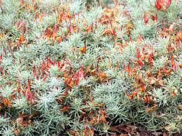 Image result for Lotus berthelotii