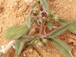 Image result for Gisekiaceae