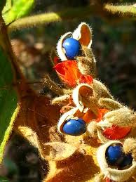 Image result for Rhynchosia holstii