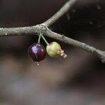 Image result for Eugenia capensis