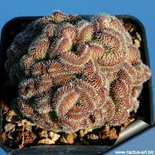 Check spelling or type a new query. Mammillaria Compressa Cv Yokan