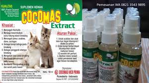 Pin Di Obat Kutu Kucing