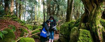 Puzzle enthusiasts, game of thrones fans. Puzzlewood A Magical Star Wars Forest Fangirl Quest