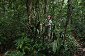 Image result for Stylochaeton puberulus