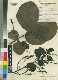 Image result for Combretum psidioides