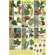 Familiar Tree Identifier Poster