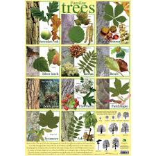 familiar tree identifier poster