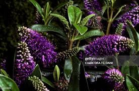 Image result for shrubby veronica hebe