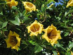 Image result for Solandra maxima
