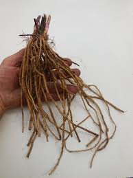 Image result for Asparagus psilurus