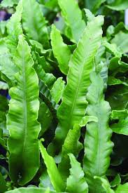 Image result for Asplenium laurentii