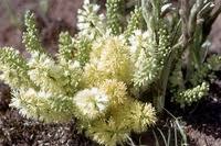 Image result for Elephantorrhiza elephantina