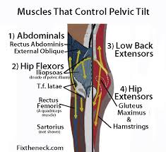 Muscles That Control Pelvic Tilt Nice Basic Review Repinned By Sos Inc Resources Http Pinterest Com Sosther Pelvic Tilt Massage Therapy Physical Therapy