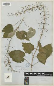 Image result for Rotheca luembensis