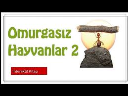Omurgasizlar Omurgalilar Sayfa104 Youtube