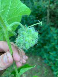 Image result for Sicyos