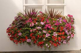 Check spelling or type a new query. Choose Flowers For Window Boxes