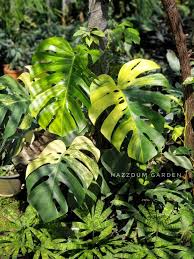 Monstera Aurea Borsigiana Golden Variegated