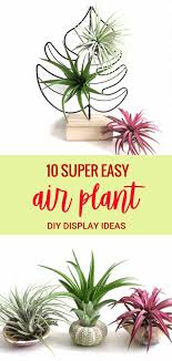 Check out our top picks for the best display in your home! 10 Quick And Easy Air Plant Display Ideas