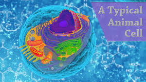 A Typical Animal Cell Youtube