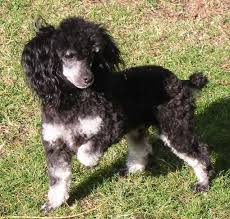 Black And White Parti Toy Poodle Phantom Toy Poodle Google Search Toy Poodle Black Phantom Poodle Cute Cats And Dogs