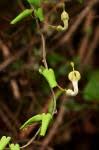 Image result for Ceropegia lugardiae